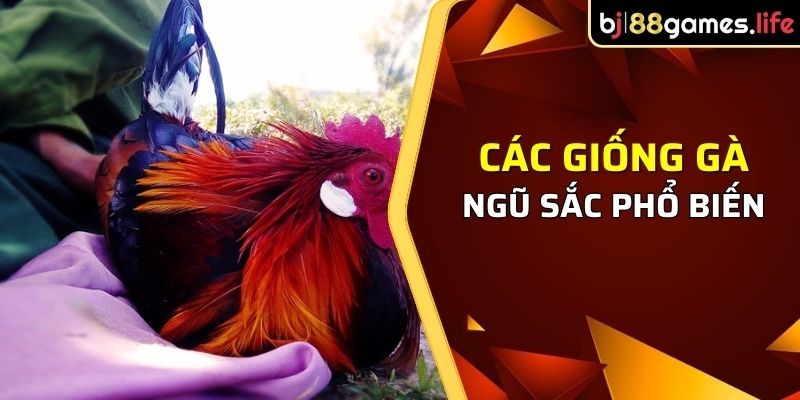 Các giống gà ngũ sắc là gì mà lại phổ biến