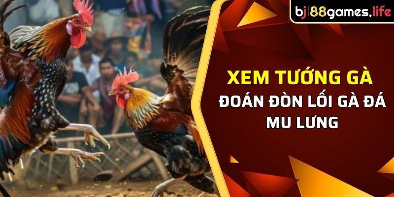 Cách xem tướng gà chọi đoán đòn lối gà đá mu lưng