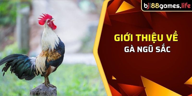 Giới thiệu về gà ngũ sắc là gì