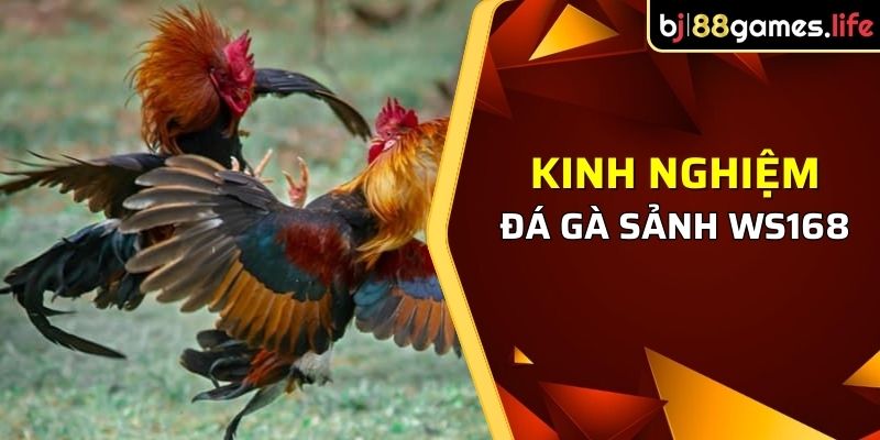 Kinh nghiệm đá gà sảnh WS168 tại BJ88