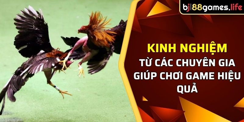 Kinh nghiệm giúp cải thiện kết quả trò chơi đá gà BJ88