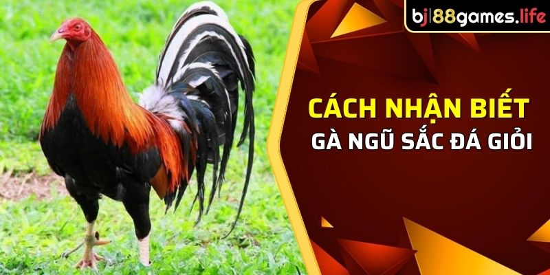 Một số cách nhận biết gà ngũ sắc đá giỏi