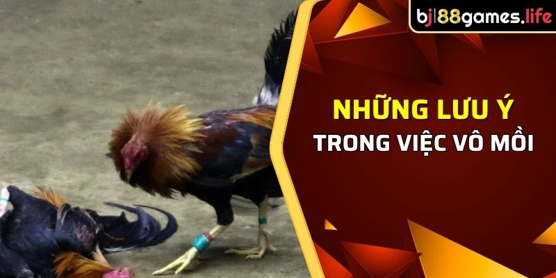 Những lưu ý trong việc mô gà chọi