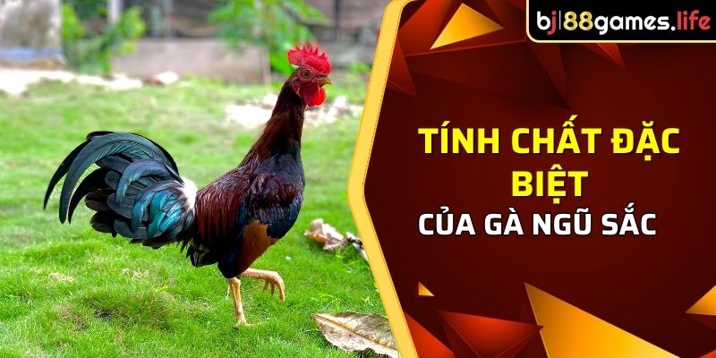 Tính chất đặc biệt của gà ngũ sắc là gì